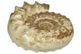Huge, Jurassic Ammonite (Kranosphincites) Fossil - Madagascar #223796-2